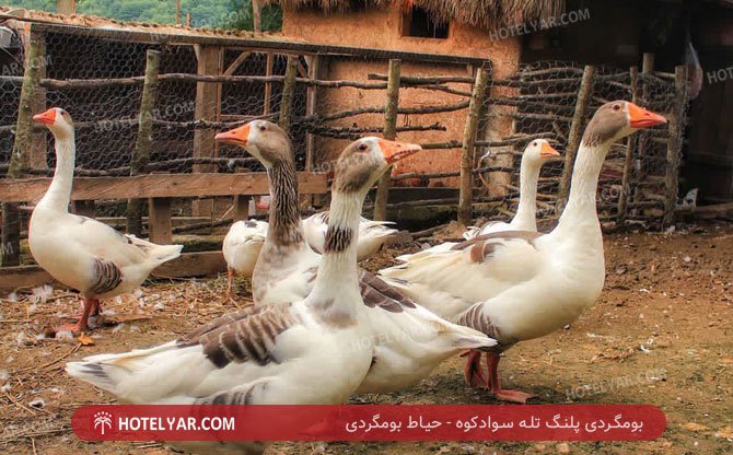 عکس بوم گردی پلنگ تله سوادکوه